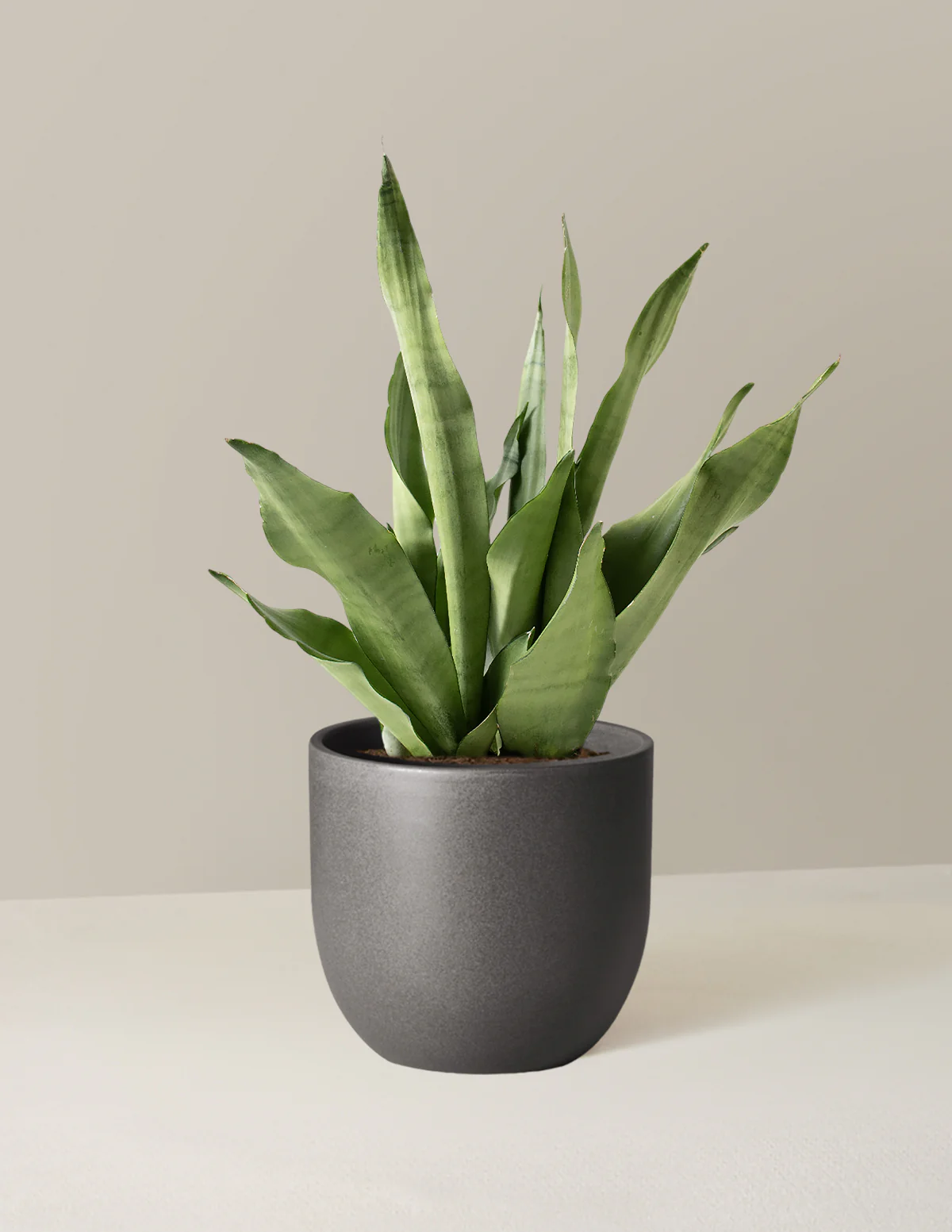 Moonshine Snake Plant - Image 6