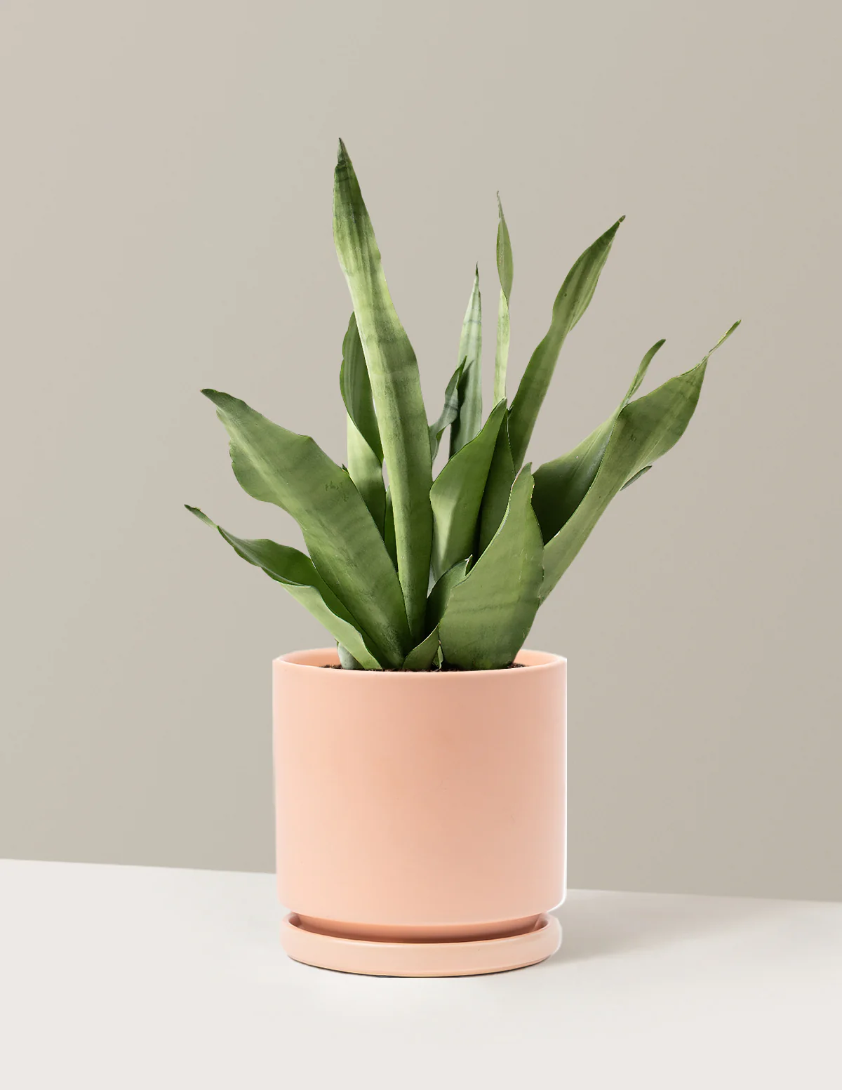 Moonshine Snake Plant - Image 8