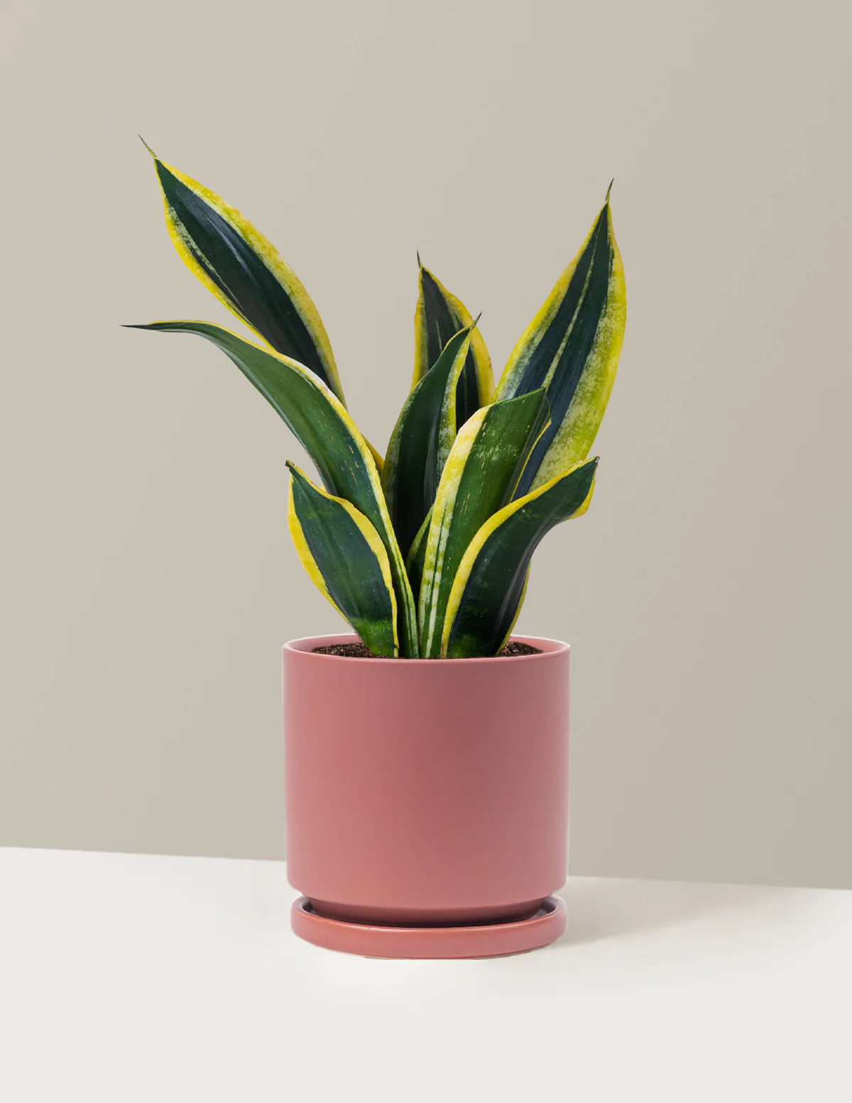 Snake Plant Black Gold - Image 10