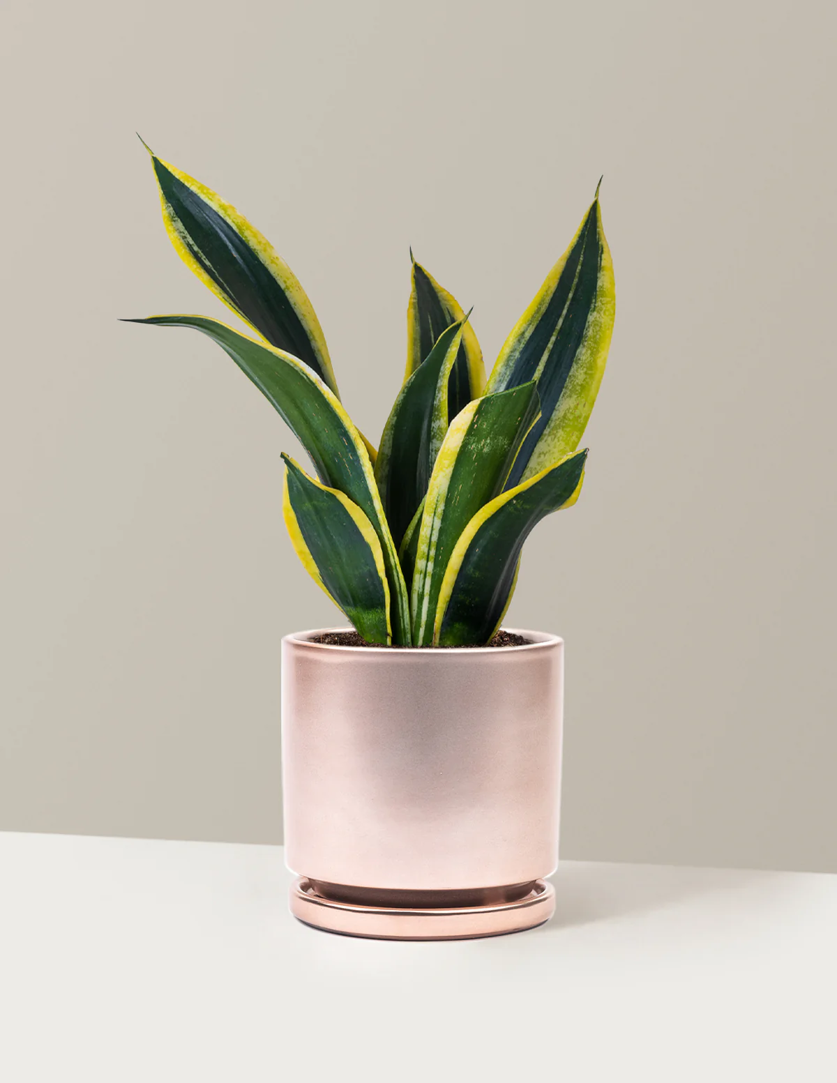 Snake Plant Black Gold - Image 11