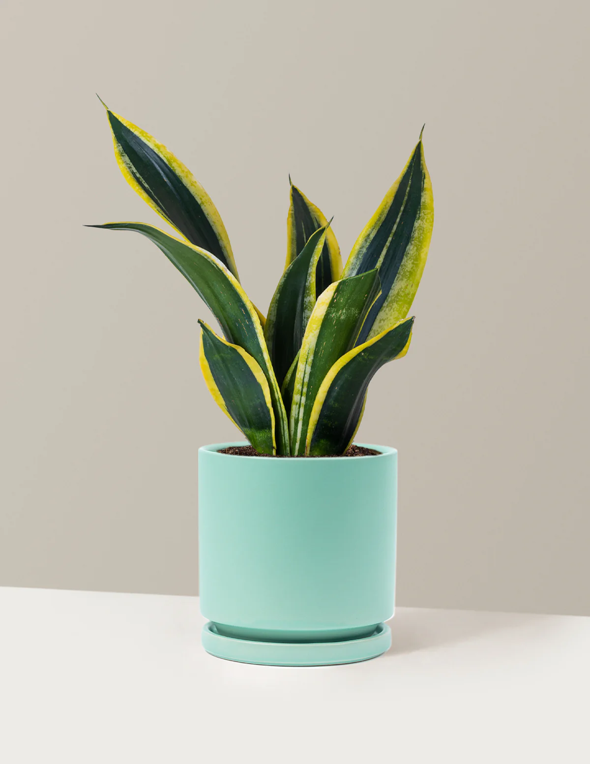 Snake Plant Black Gold - Image 12
