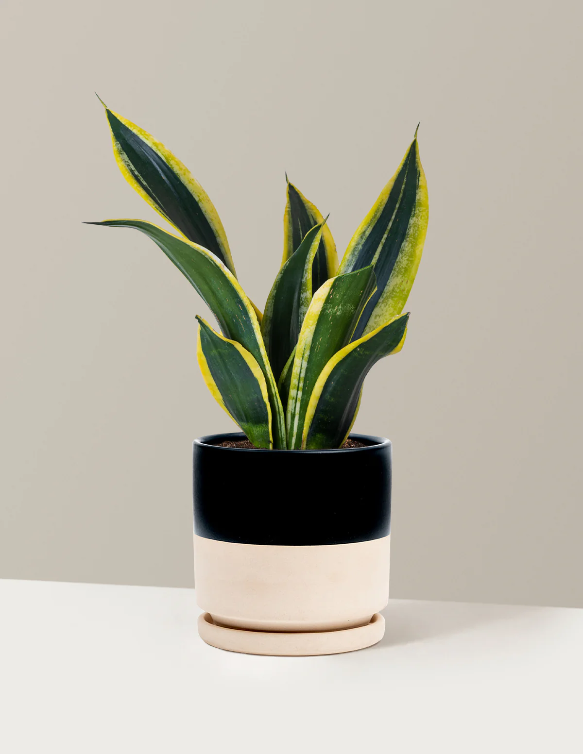 Snake Plant Black Gold - Image 13