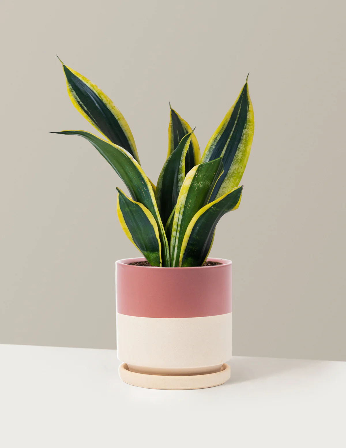 Snake Plant Black Gold - Image 14