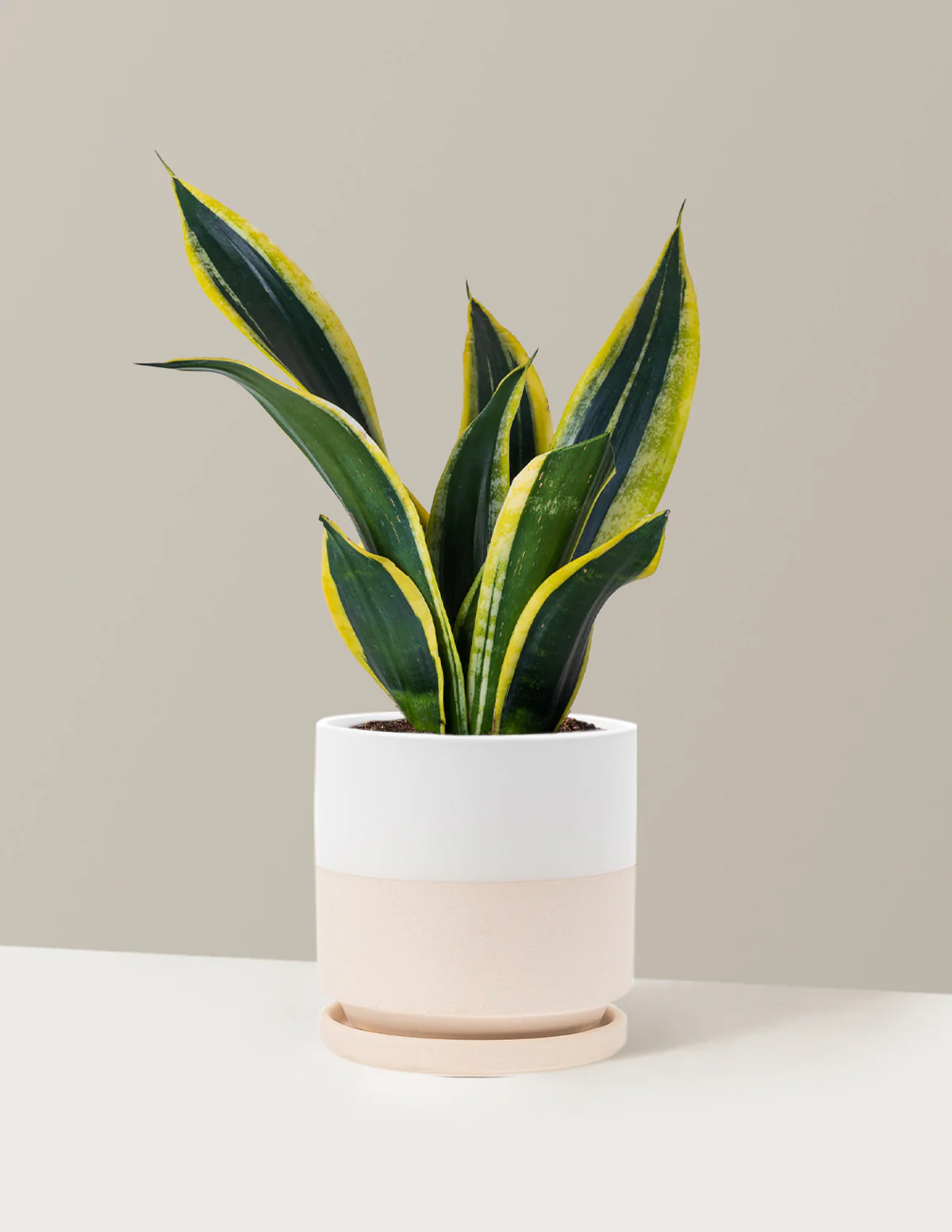 Snake Plant Black Gold - Image 15