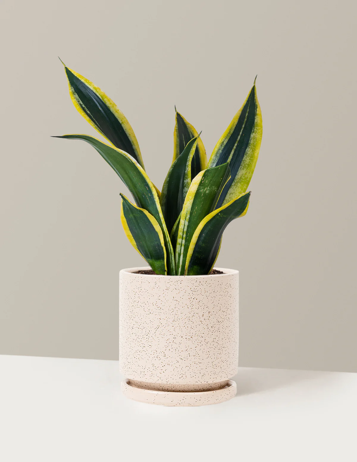 Snake Plant Black Gold - Image 16