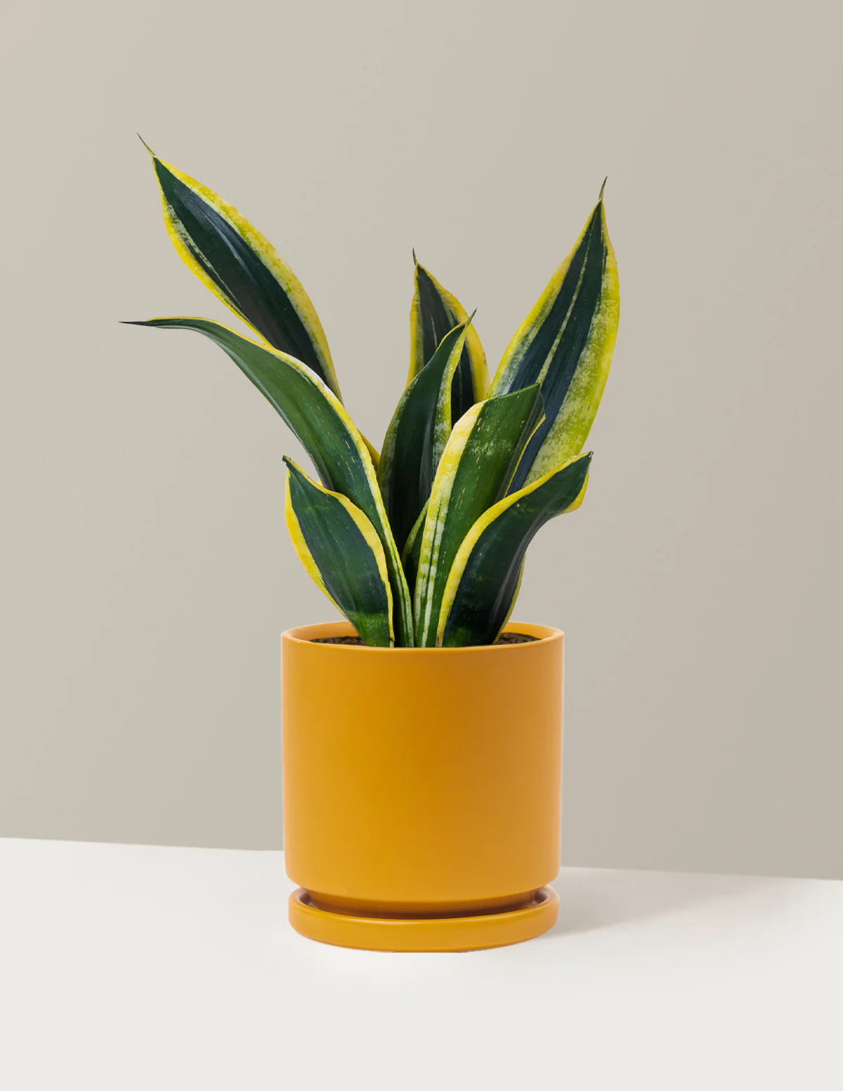 Snake Plant Black Gold - Image 17