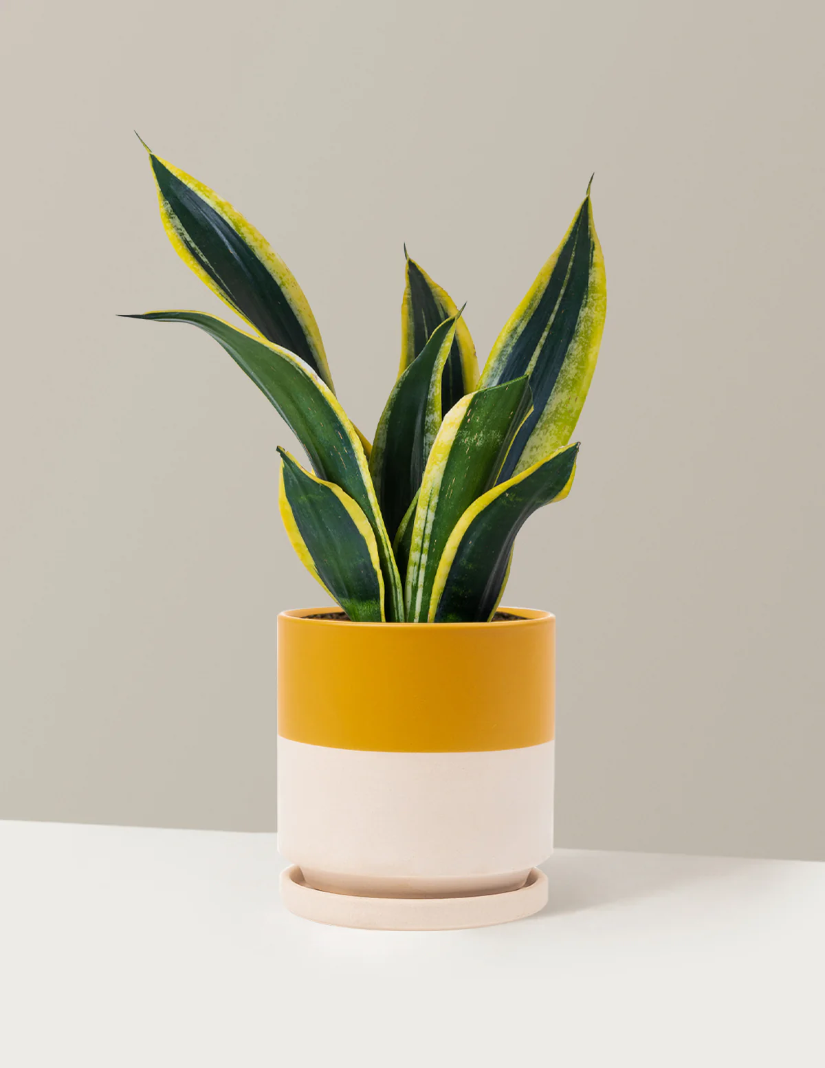 Snake Plant Black Gold - Image 18