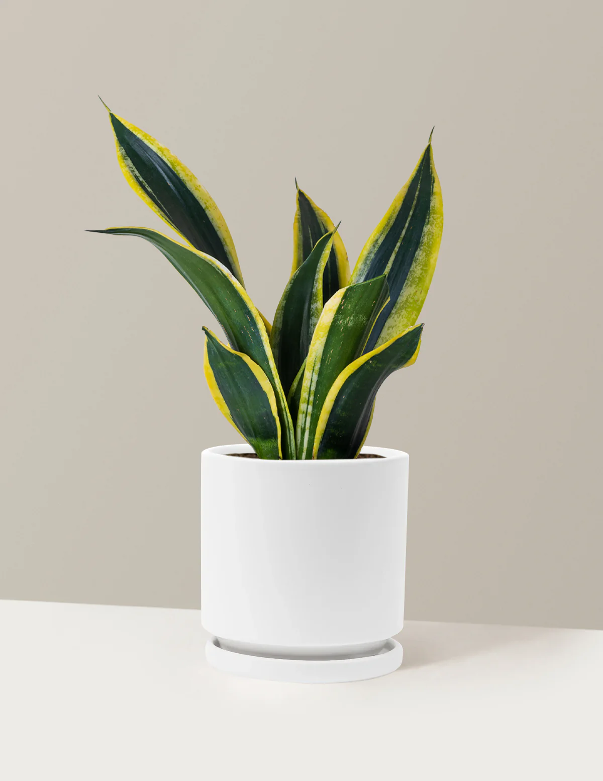 Snake Plant Black Gold - Image 19