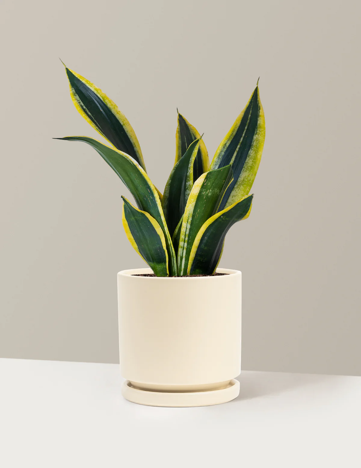 Snake Plant Black Gold - Image 20