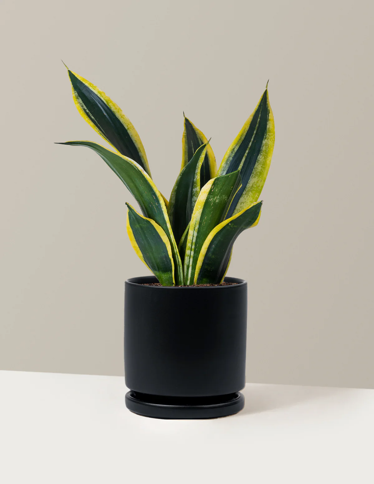 Snake Plant Black Gold - Image 21