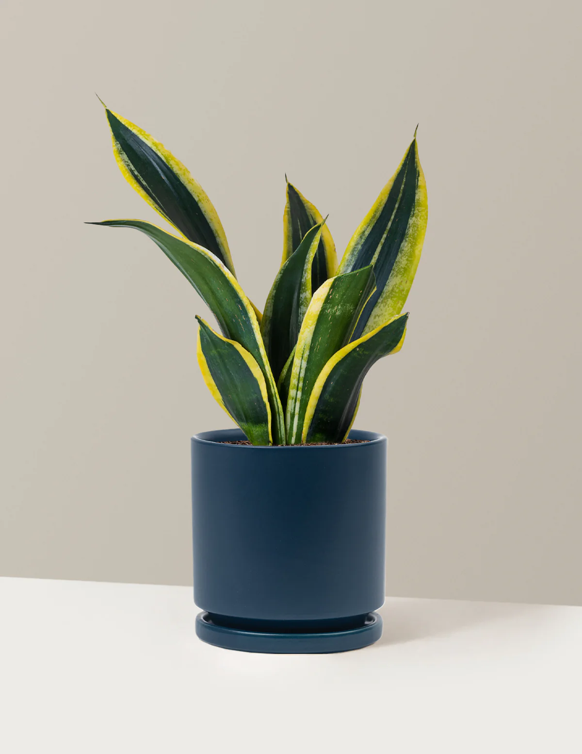 Snake Plant Black Gold - Image 22