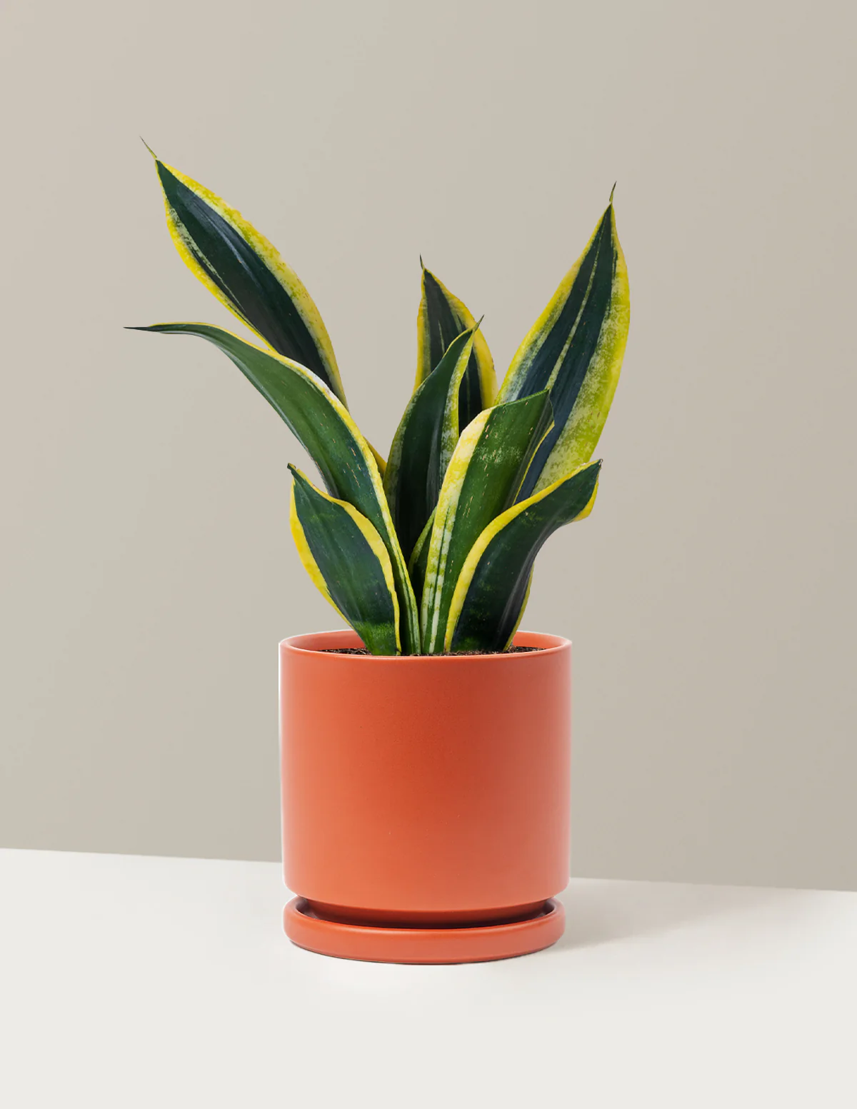 Snake Plant Black Gold - Image 23