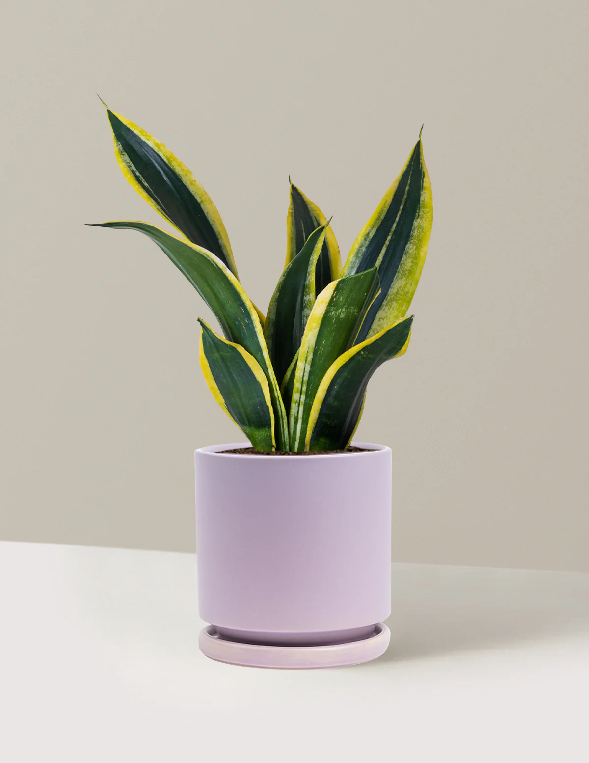 Snake Plant Black Gold - Image 24