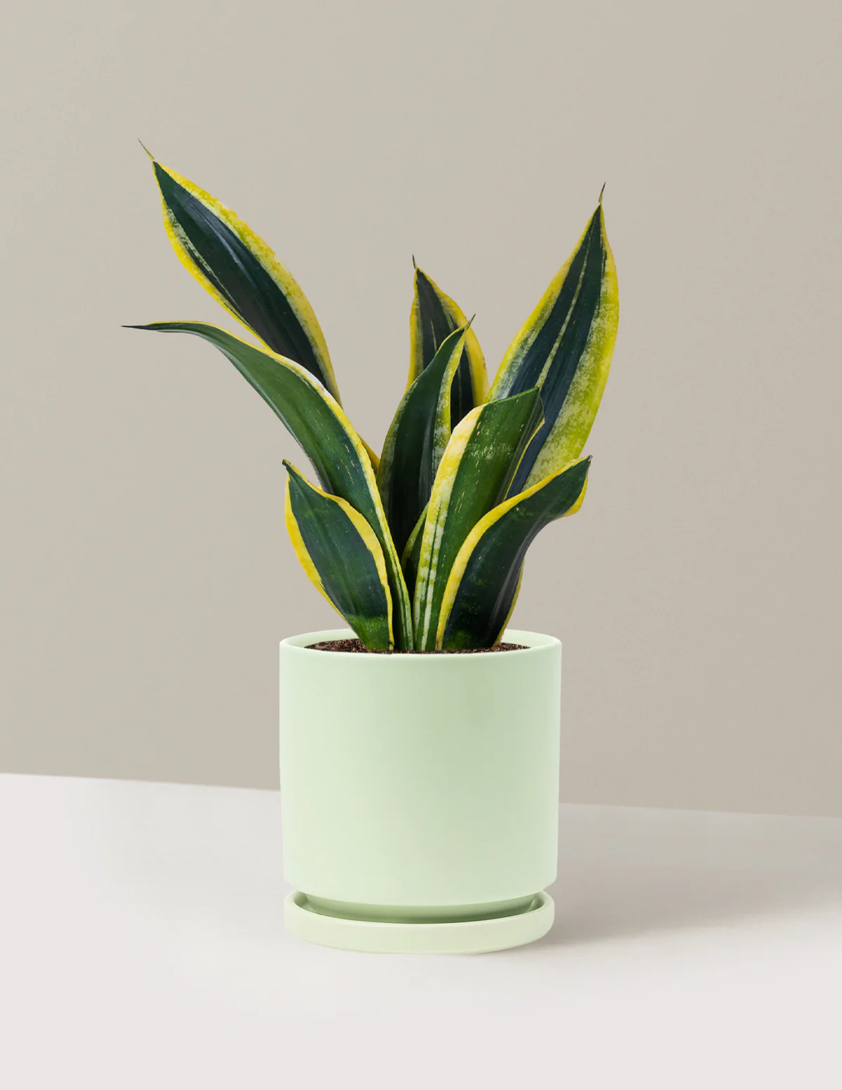 Snake Plant Black Gold - Image 25