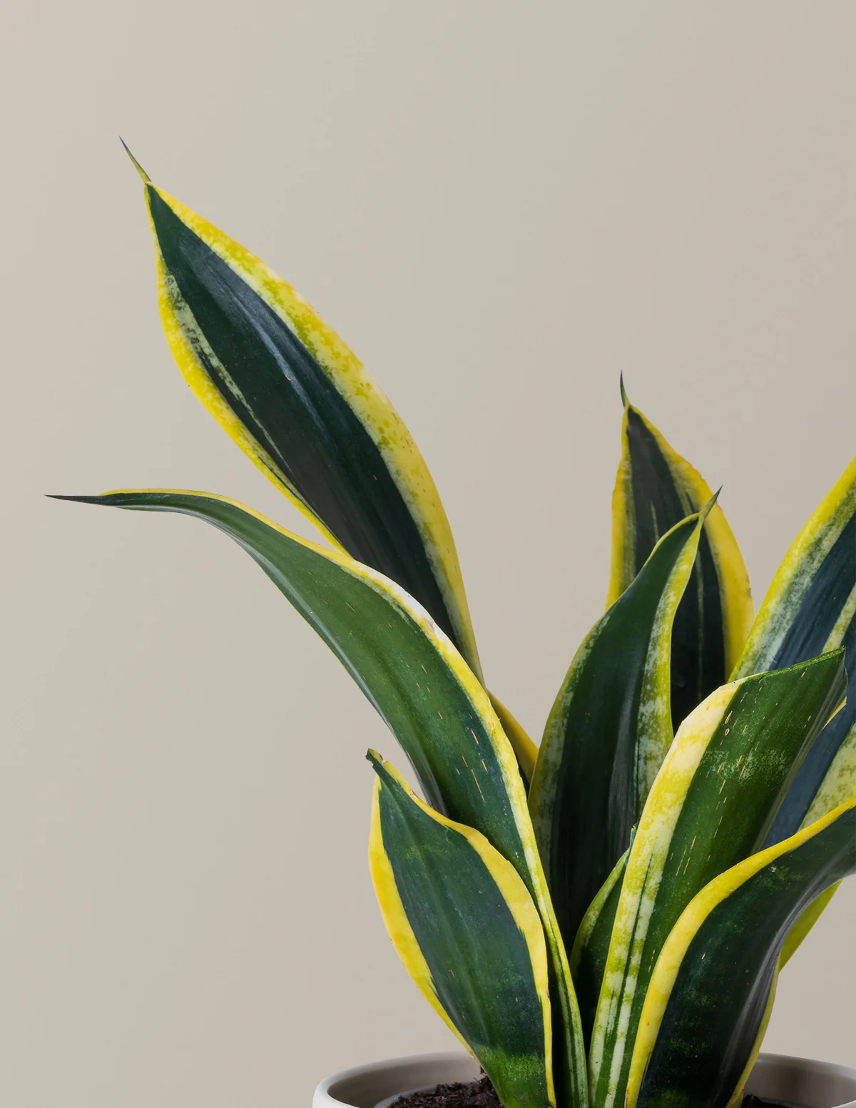 Snake Plant Black Gold - Image 3