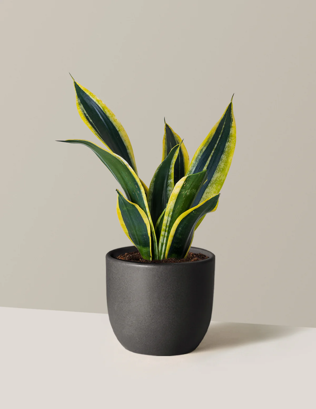 Snake Plant Black Gold - Image 5