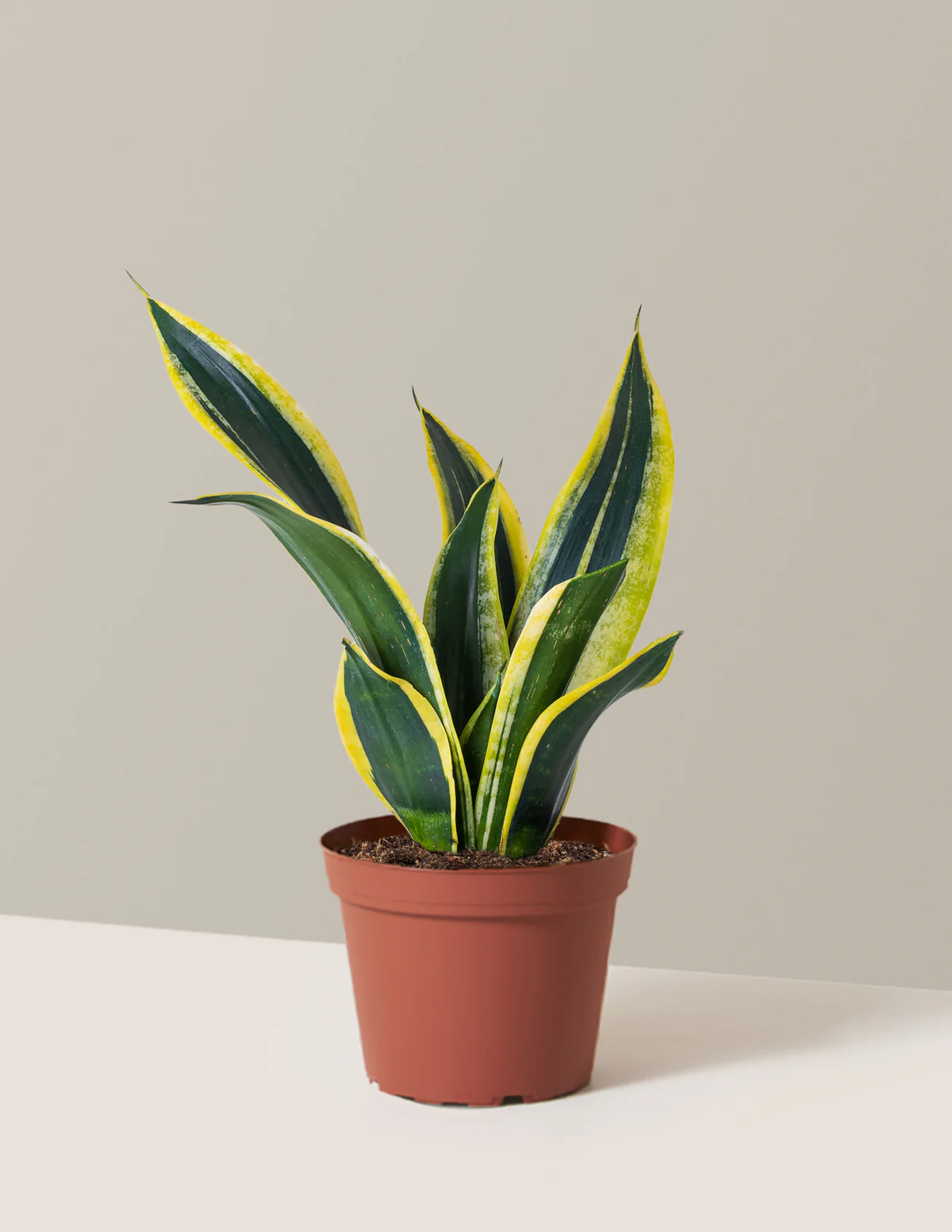 Snake Plant Black Gold - Image 6
