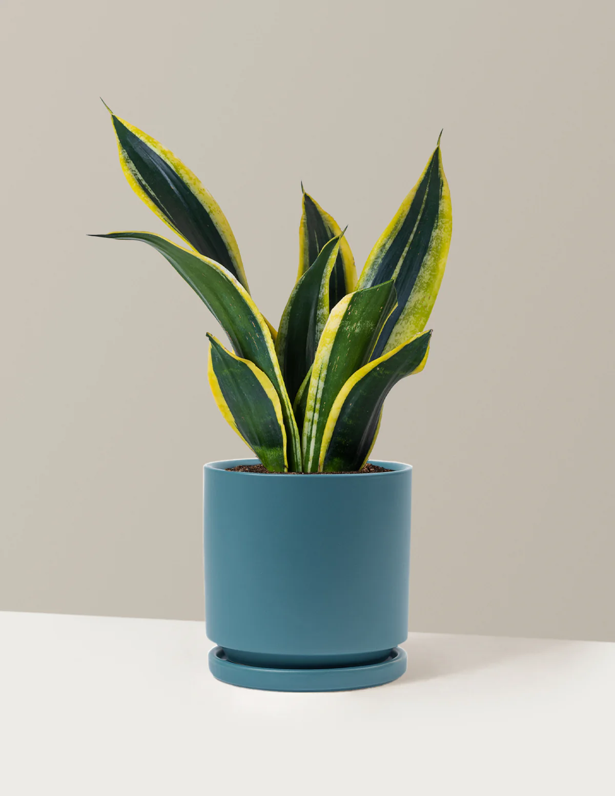 Snake Plant Black Gold - Image 7