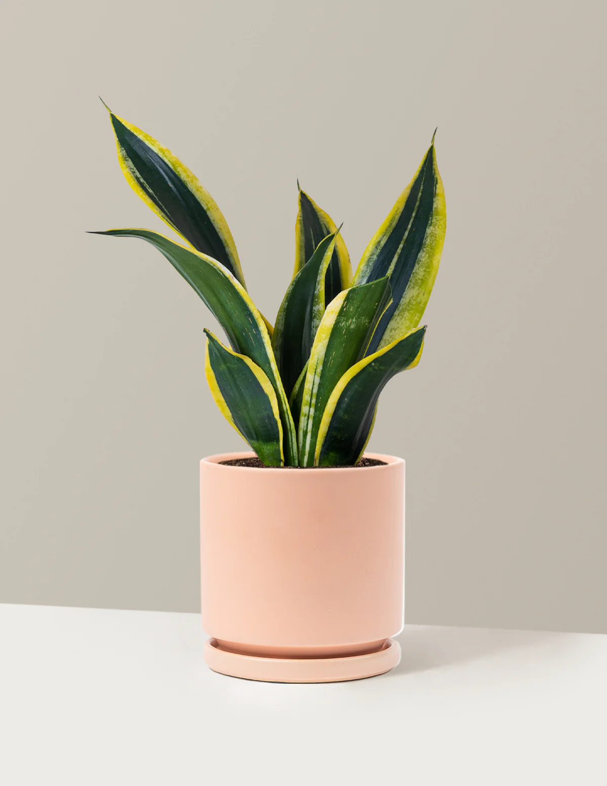 Snake Plant Black Gold - Image 8