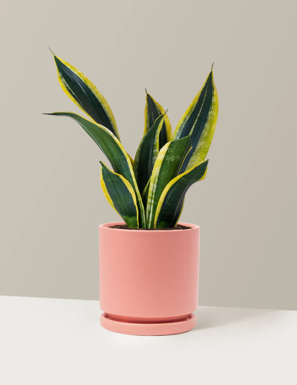 Snake Plant Black Gold - Image 9