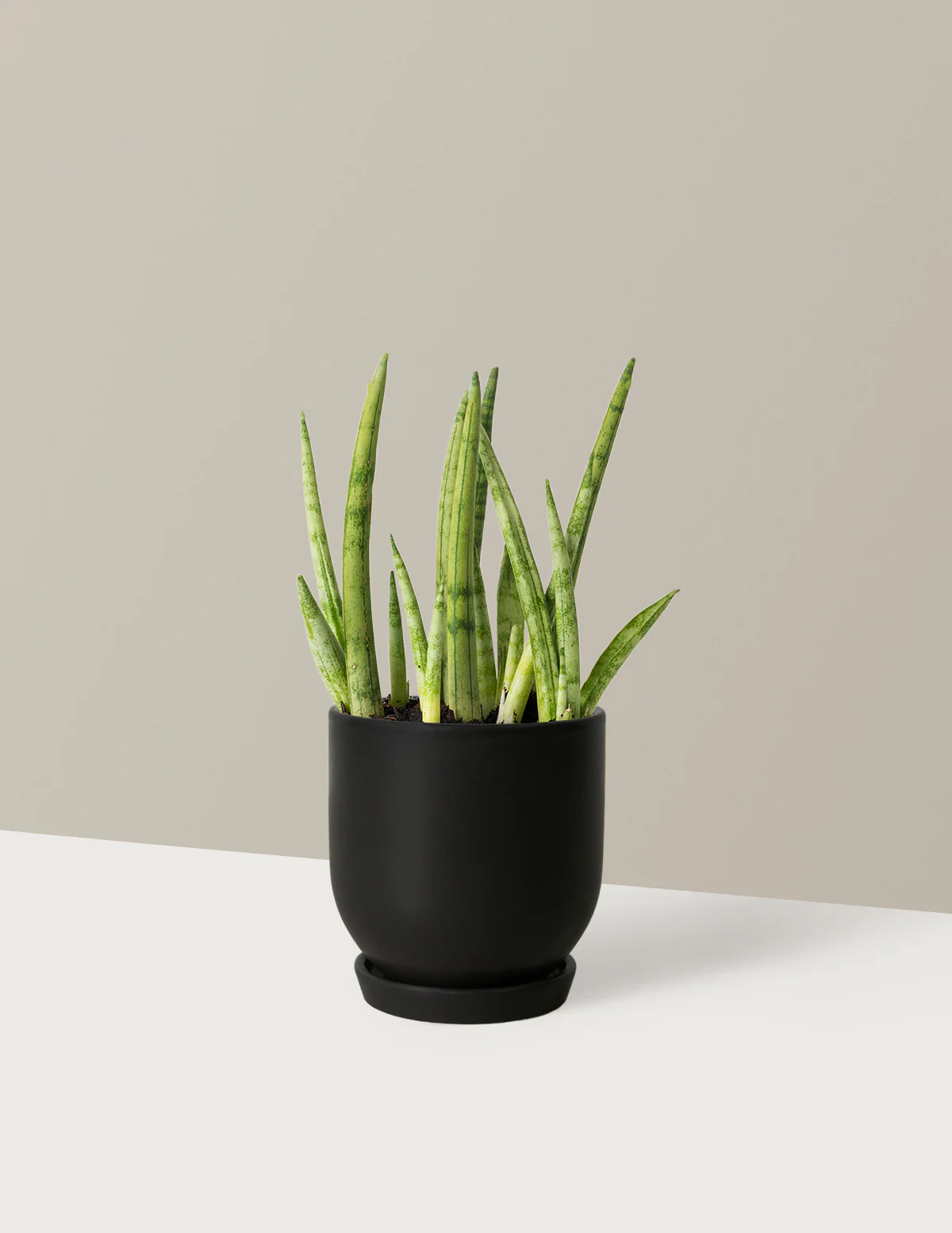 Snake Plant Cylindrica - Image 10
