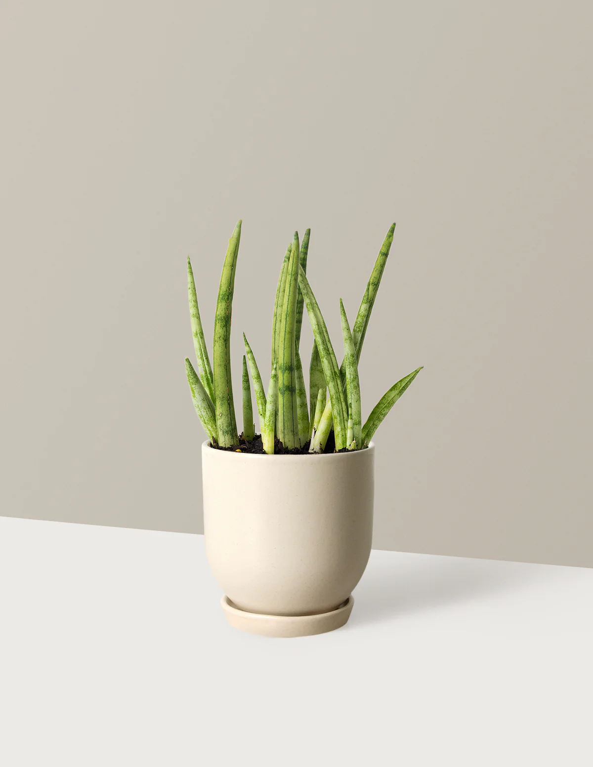 Snake Plant Cylindrica - Image 11