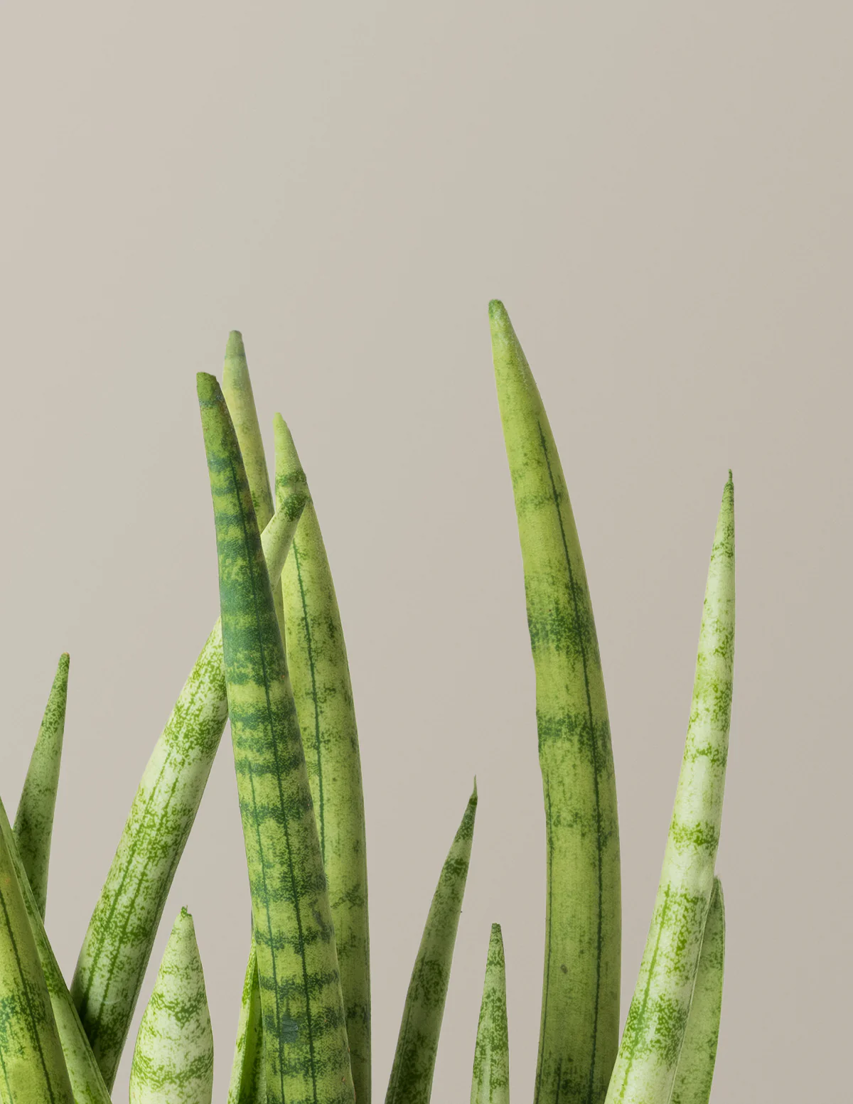 Snake Plant Cylindrica - Image 2