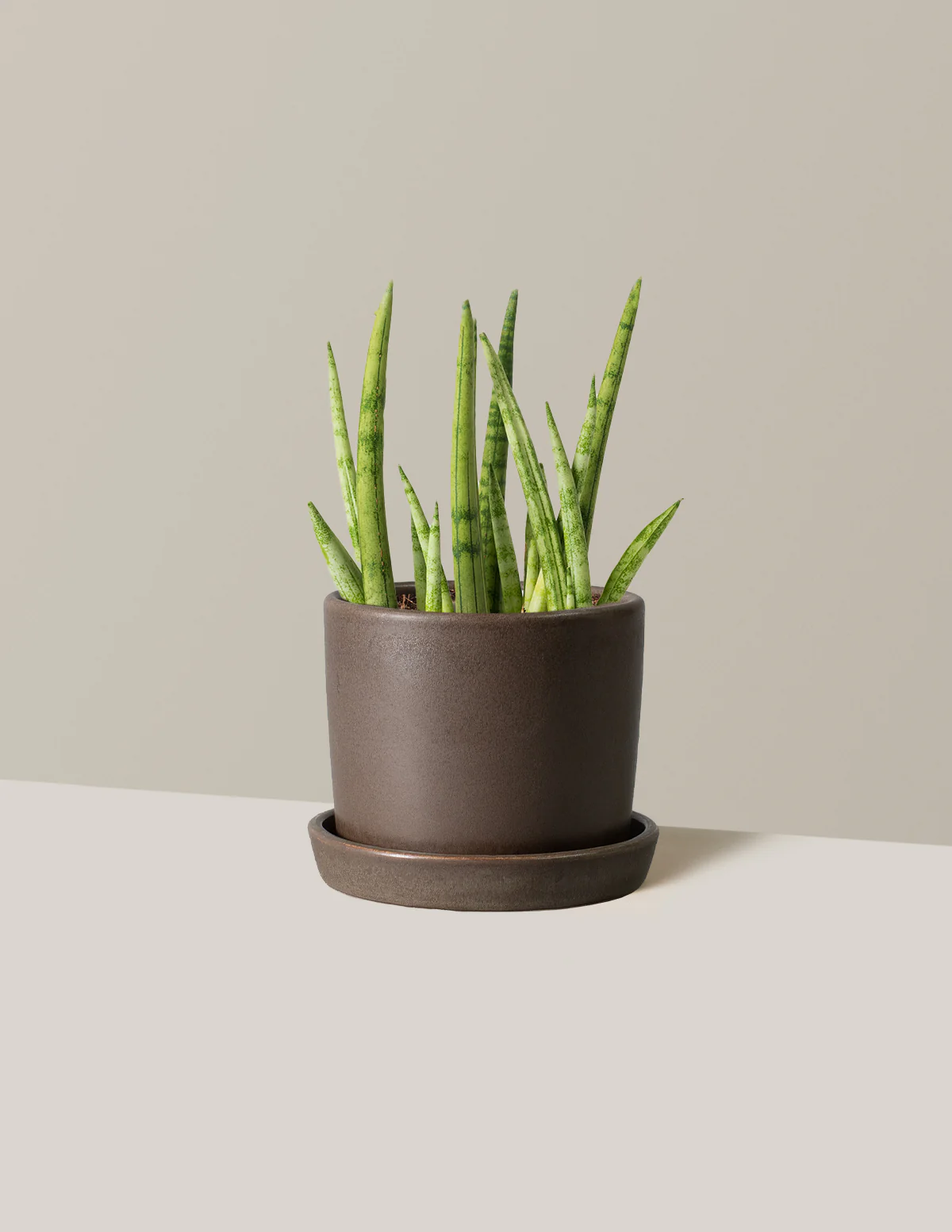 Snake Plant Cylindrica - Image 3
