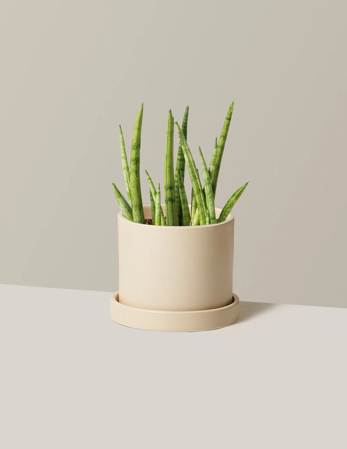 Snake Plant Cylindrica - Image 4