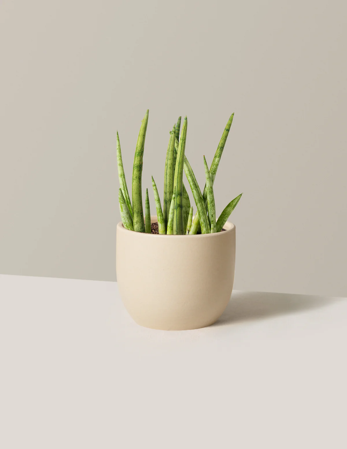 Snake Plant Cylindrica - Image 5