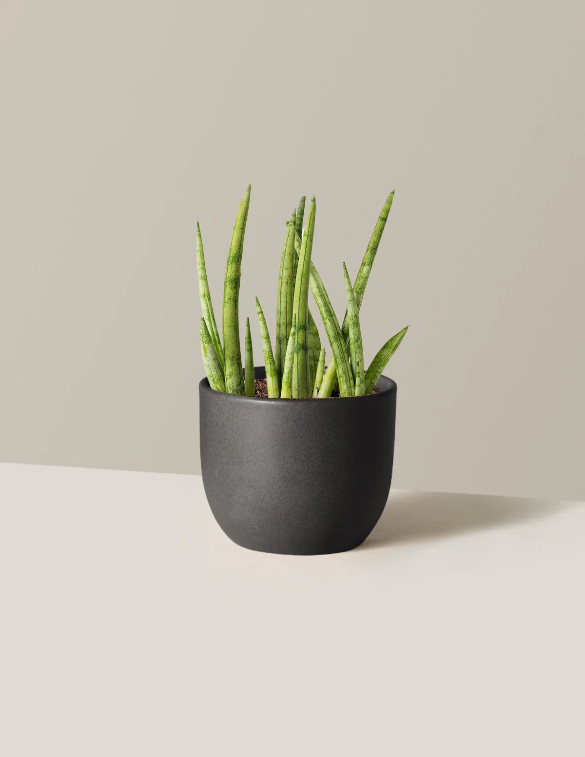 Snake Plant Cylindrica - Image 6