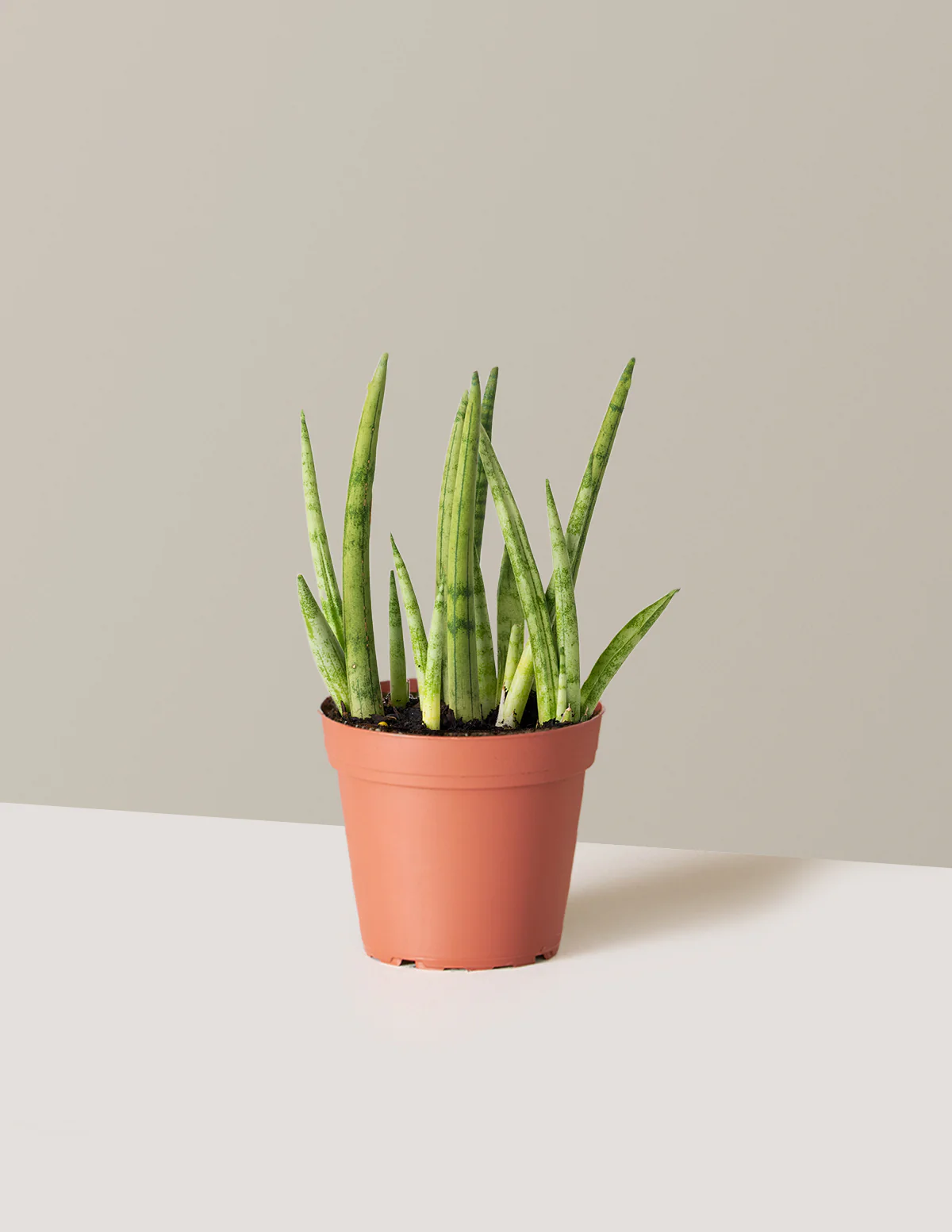Snake Plant Cylindrica - Image 8