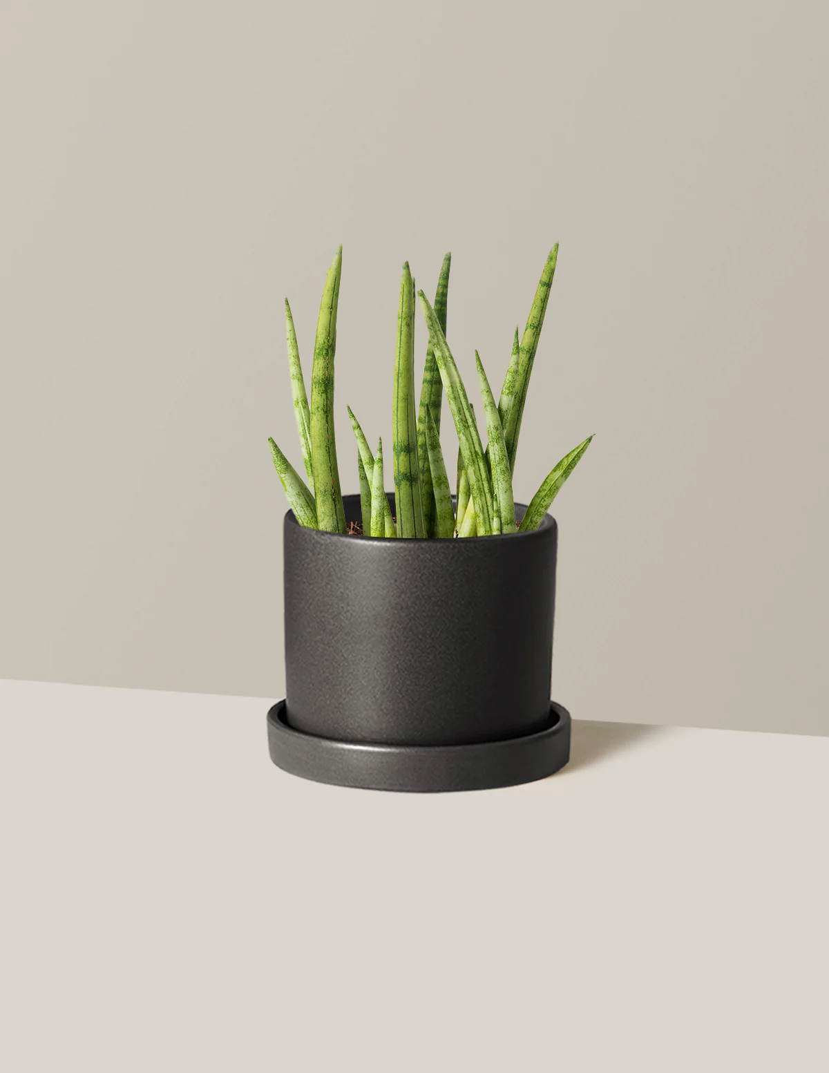 Snake Plant Cylindrica - Image 9