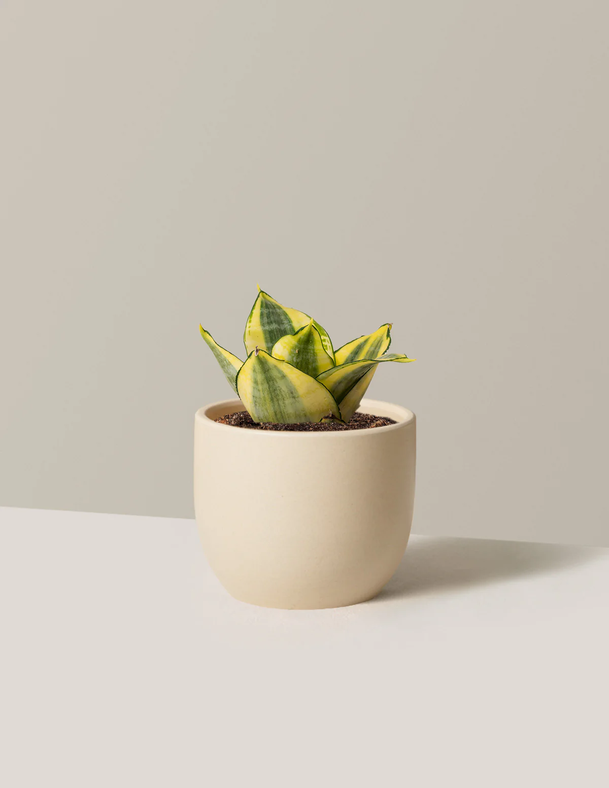 Snake Plant Hahnii Gold - Image 5