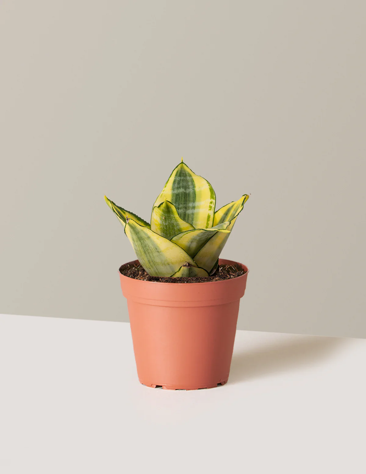 Snake Plant Hahnii Gold - Image 7