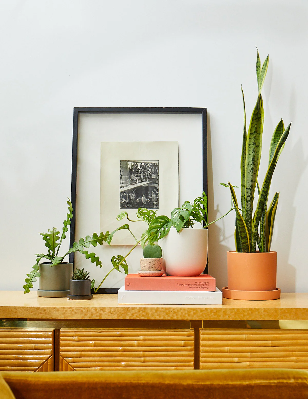 Snake Plant Laurentii - Image 10