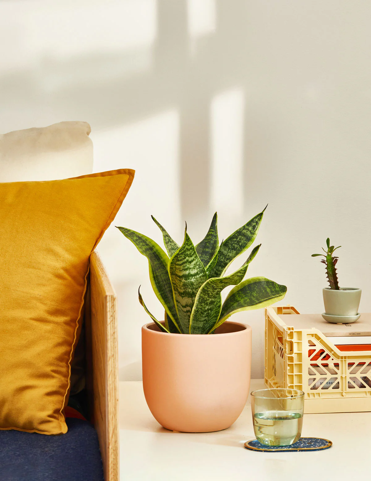 Snake Plant Laurentii - Image 11