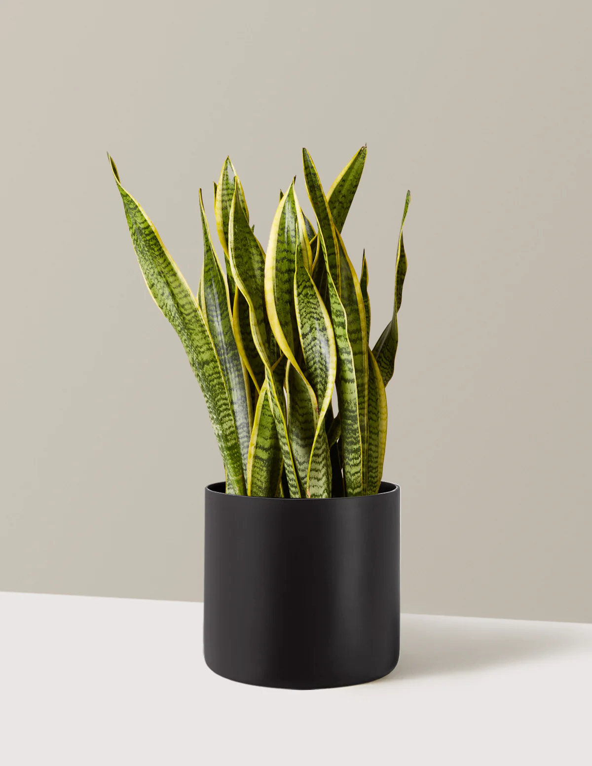 Snake Plant Laurentii - Image 12