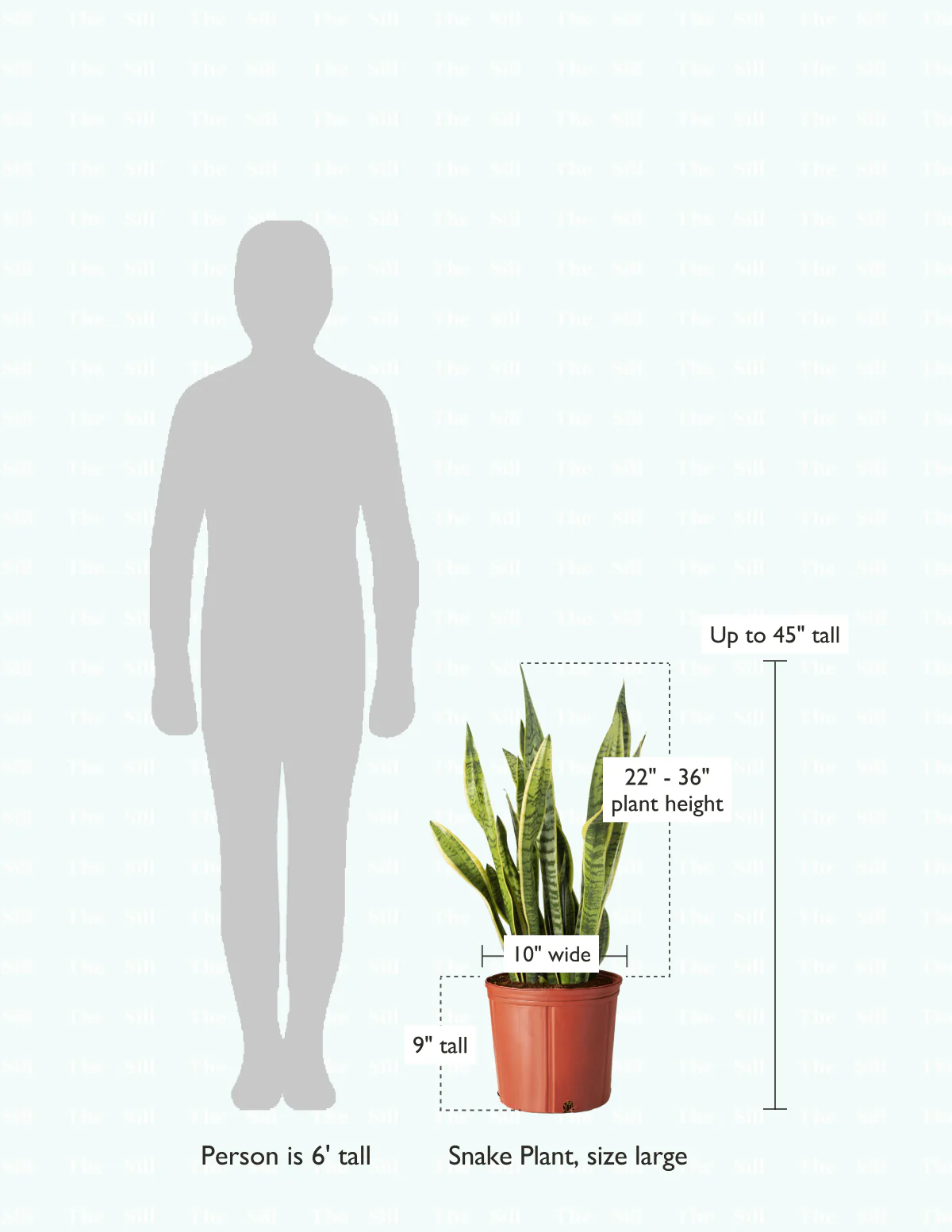 Snake Plant Laurentii - Image 13