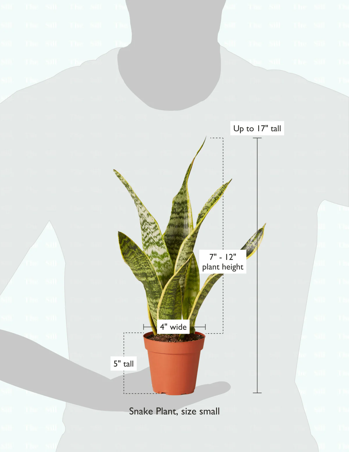 Snake Plant Laurentii - Image 14