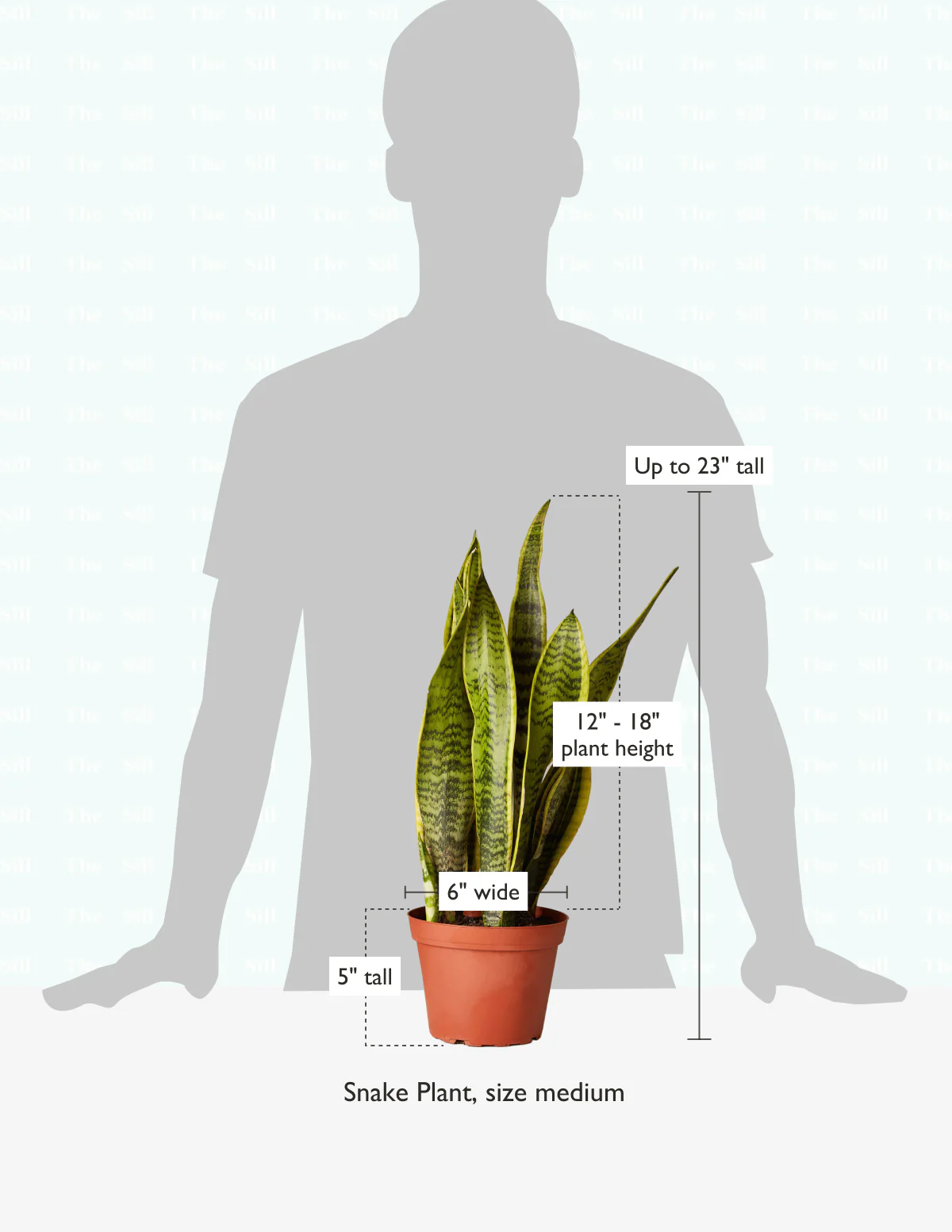 Snake Plant Laurentii - Image 15