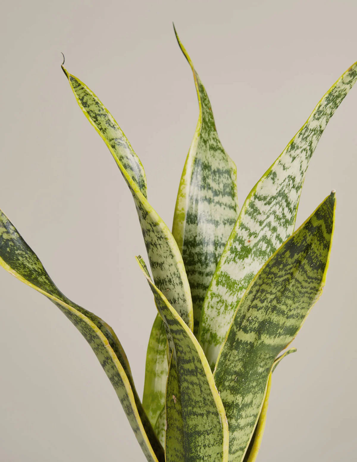 Snake Plant Laurentii - Image 16