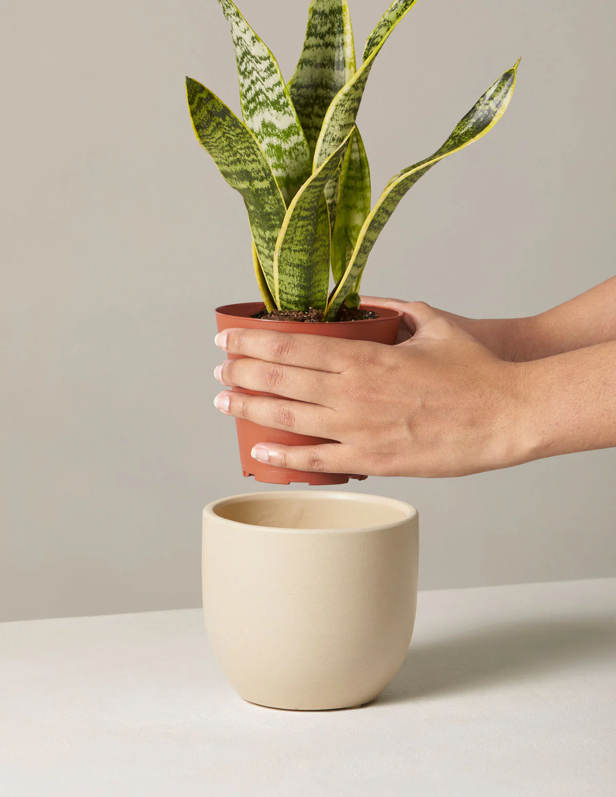 Snake Plant Laurentii - Image 17