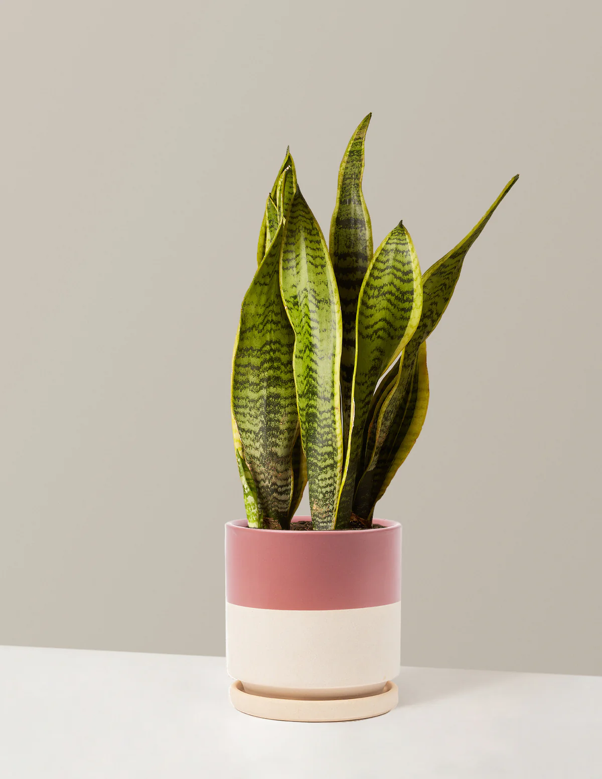 Snake Plant Laurentii - Image 18