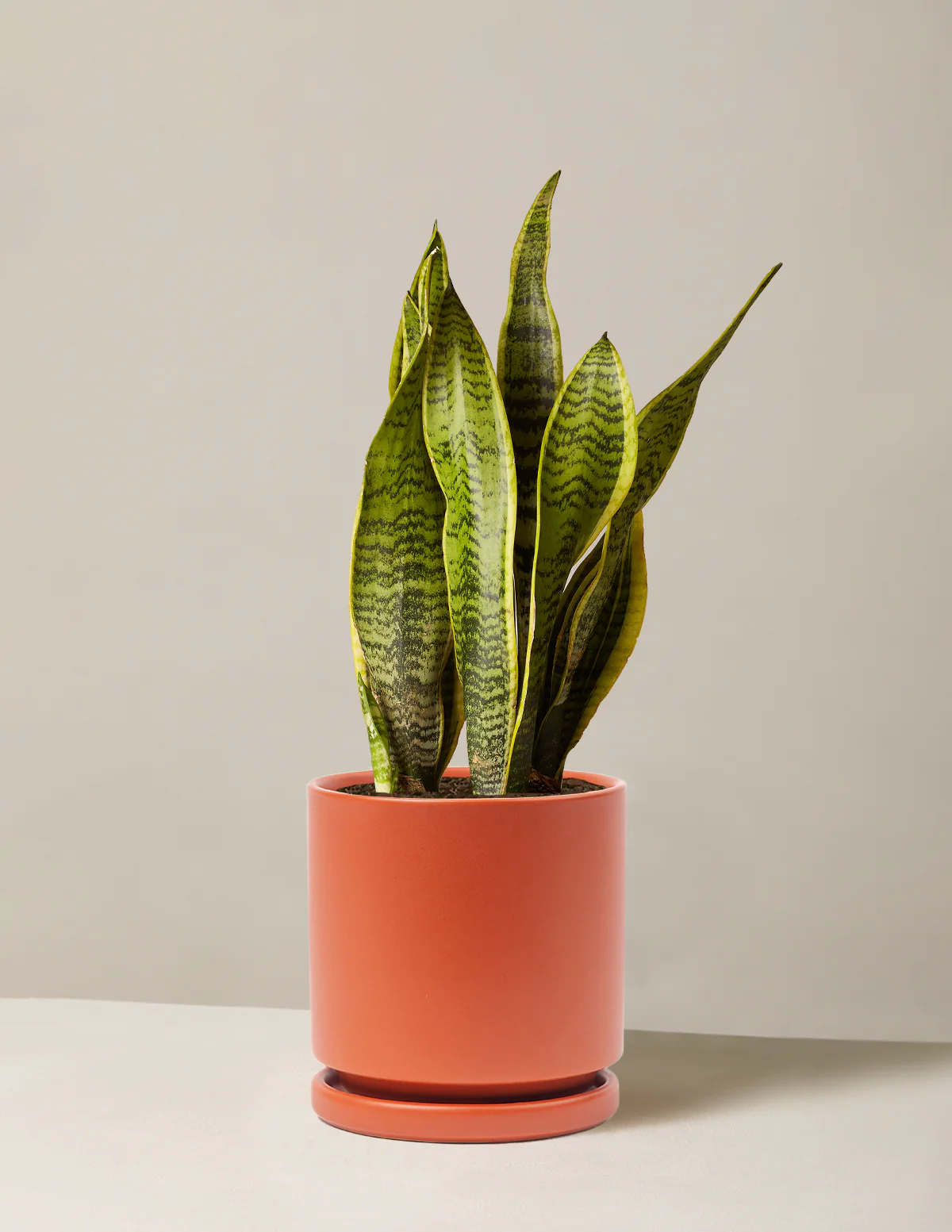 Snake Plant Laurentii - Image 19