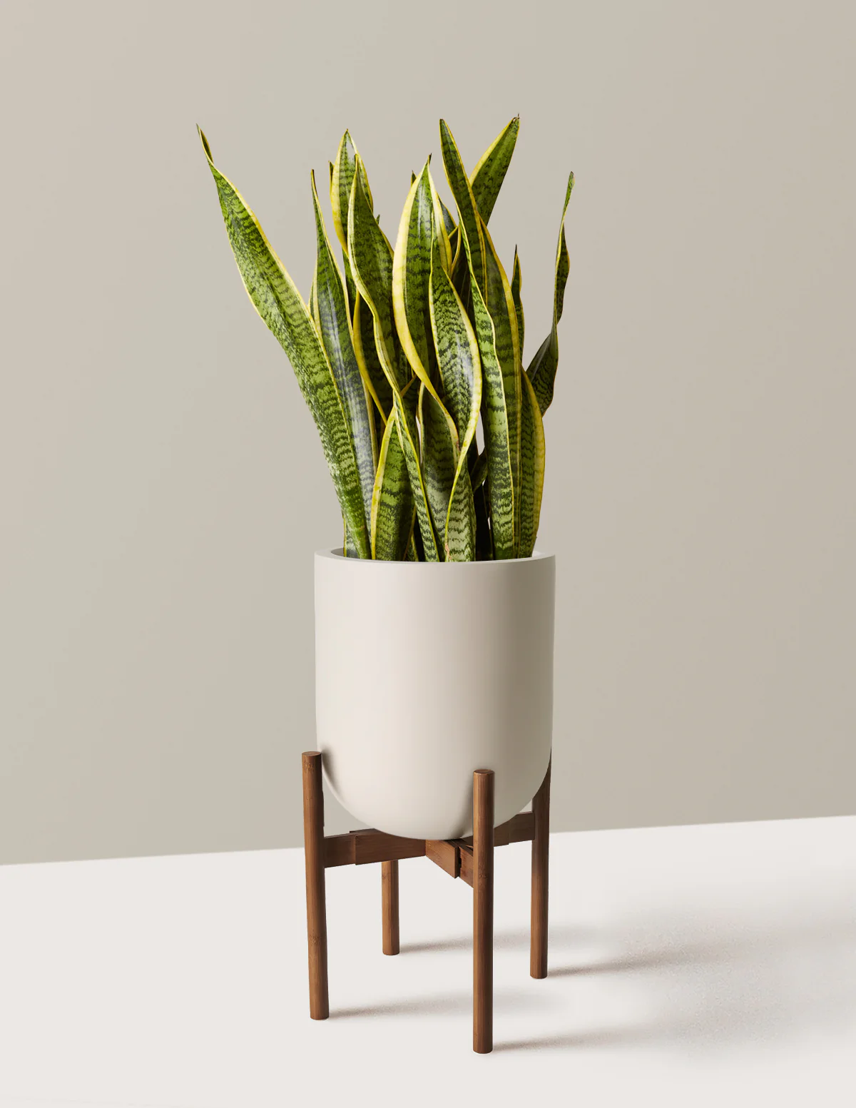 Snake Plant Laurentii - Image 20