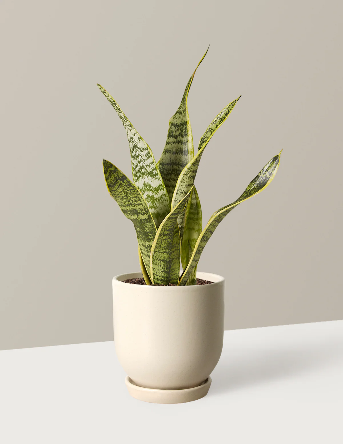 Snake Plant Laurentii - Image 21