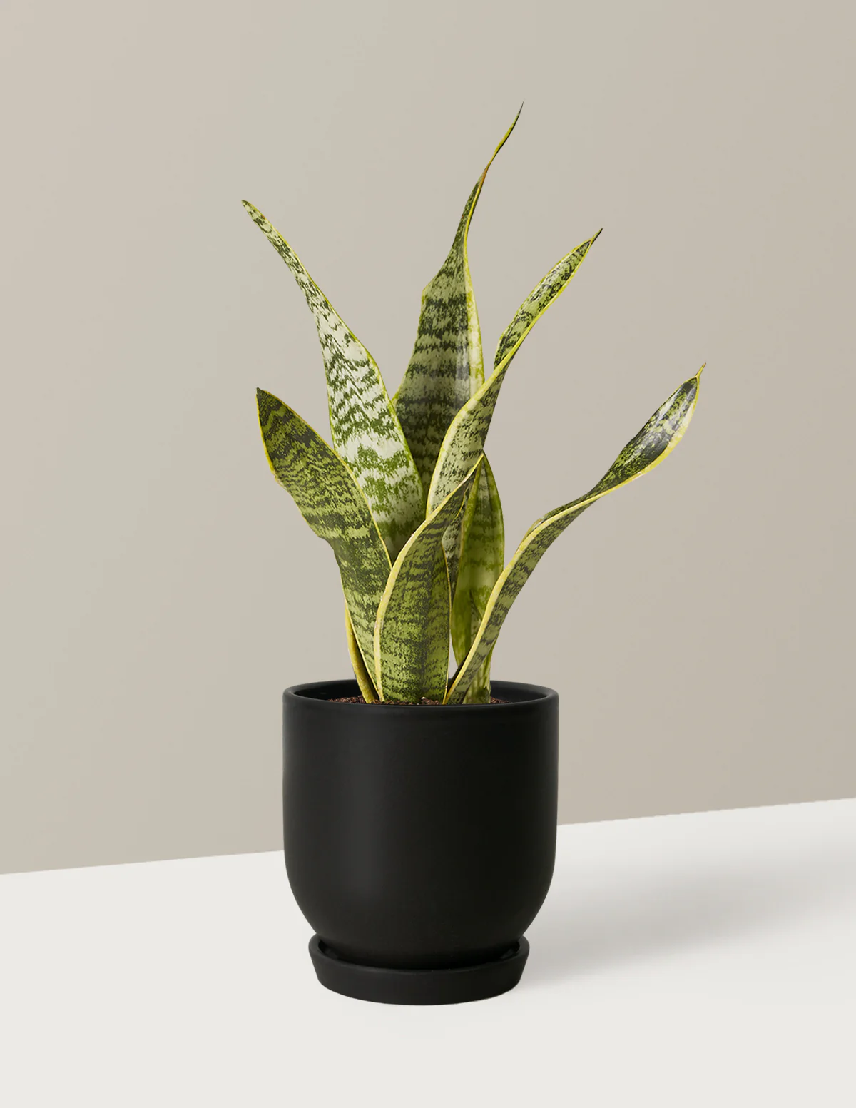 Snake Plant Laurentii - Image 22