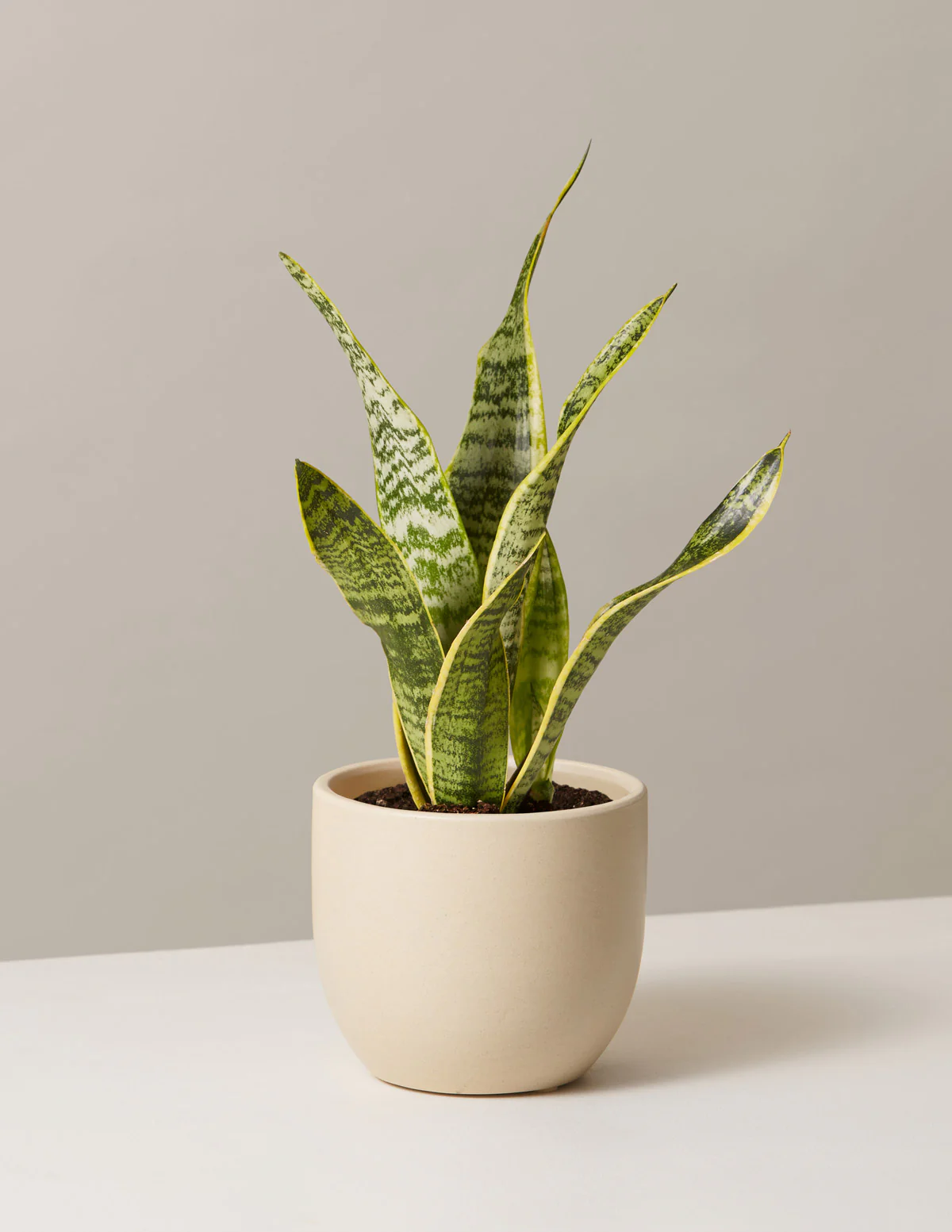 Snake Plant Laurentii - Image 23