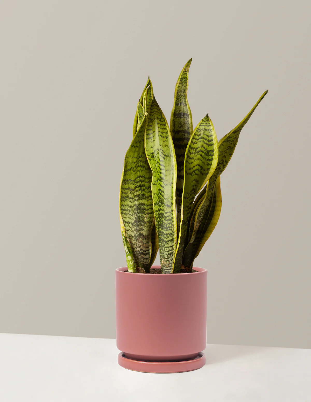 Snake Plant Laurentii - Image 24